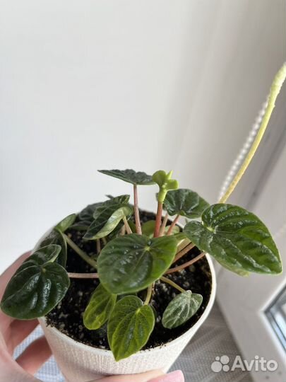 Пеперомия сморщенная