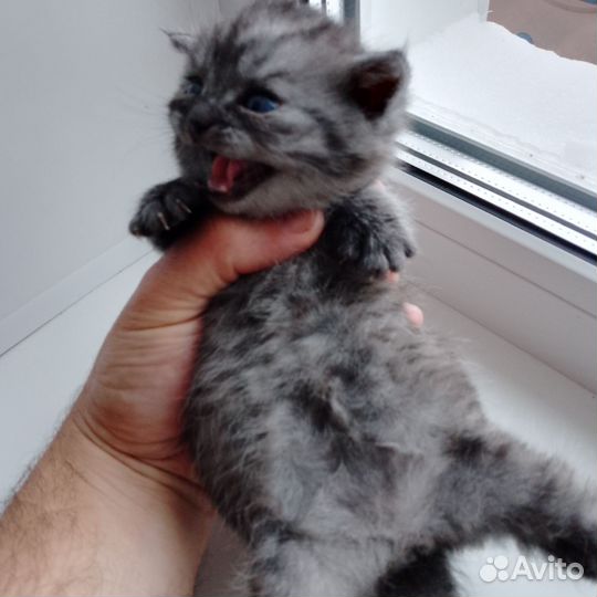 Шотландские вислоухие котята