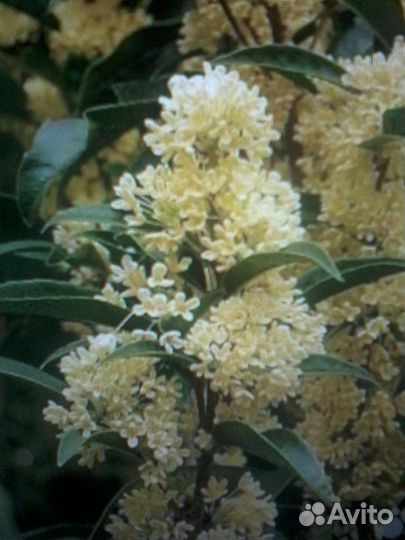 Османтус Строфантус Трахелоспермум Цеструм Телосма