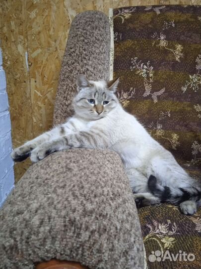 Котята тайской кошки