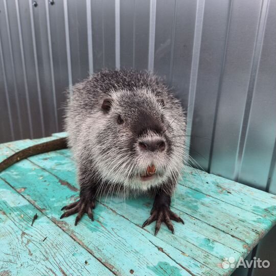 Животные нутрии