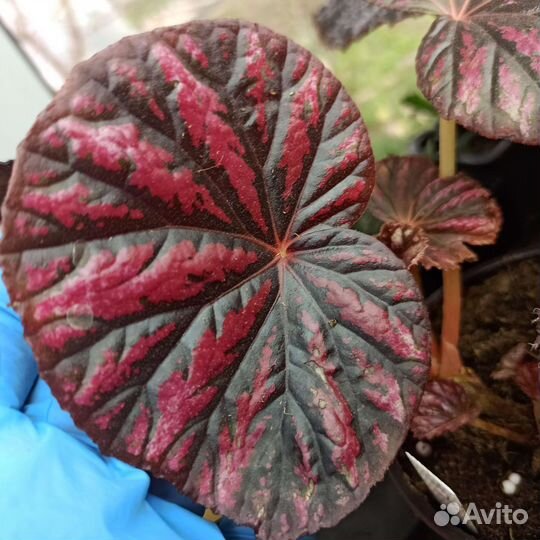 Бегония декоративно лиственная