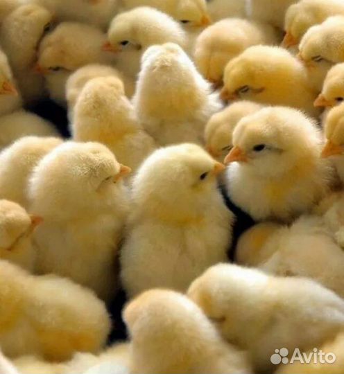 Суточный бройлер