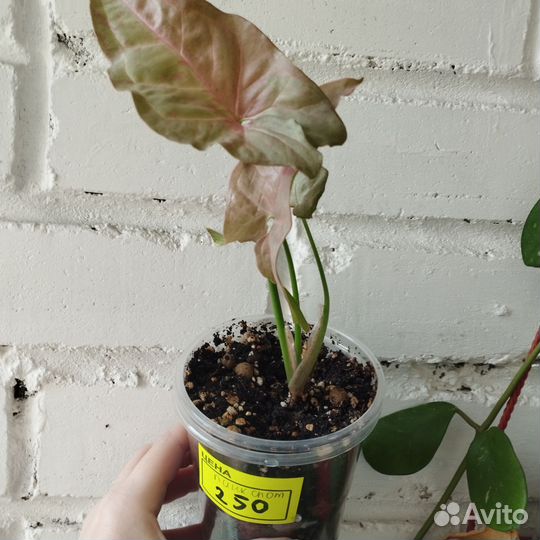 Сингониумы сортовые