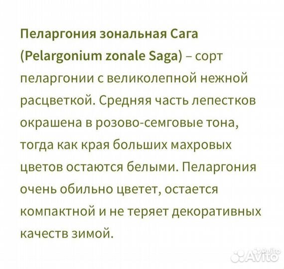 Пеларгония