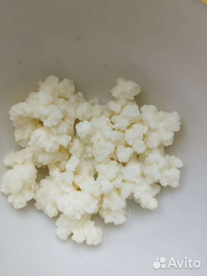 Тибетский молочный гриб