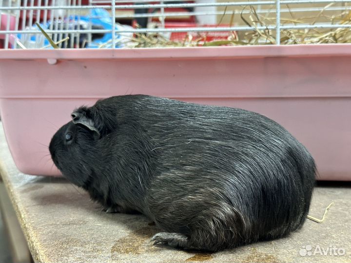 Морские свинки