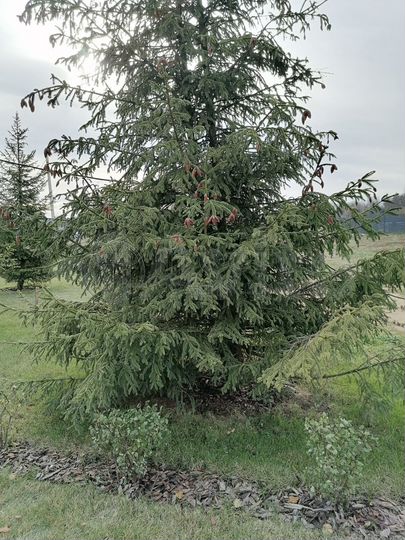 Таунхаус 240 м² на участке 10 сот.