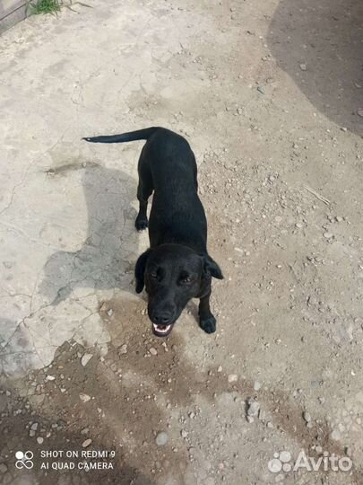 Отдам лабрадора