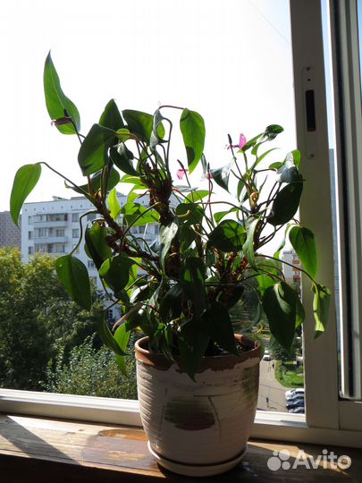 Спaтифиллум - Жeнскоe счaстье. и Мужское счастье