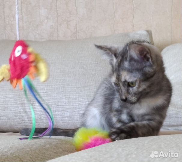 Котенок в добрые руки