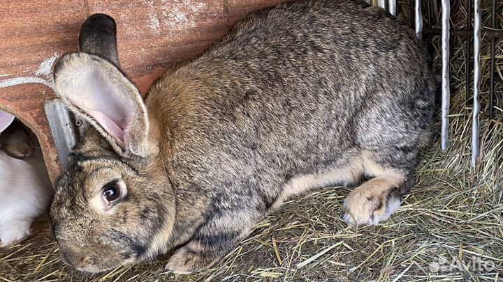 Кролики (великаны) мясных пород