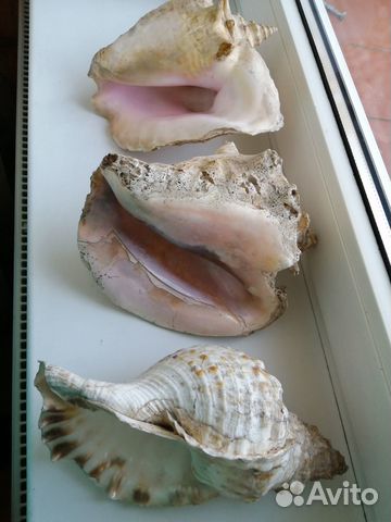 Морские раковины