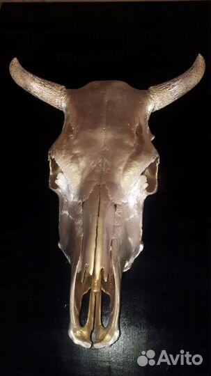 Череп золотой телец
