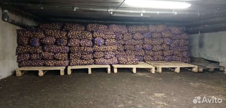 Продам картофель Гала