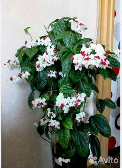 Клеродендрум томпсон