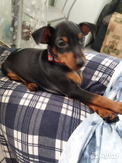 Щенки цвергпинчера