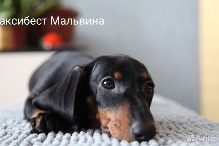 Щенки стандартной таксы