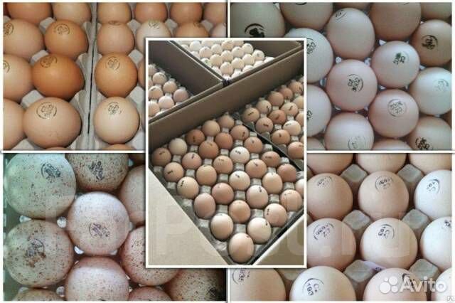 Инкубационное яйцо, бройлер, утка, несушки, и.т.д