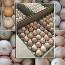 Инкубационное яйцо, бройлер, утка, несушки, и.т.д