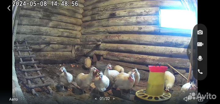 Цесариные яйцв