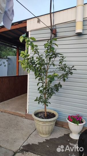 Дерево цитрусовое памэло