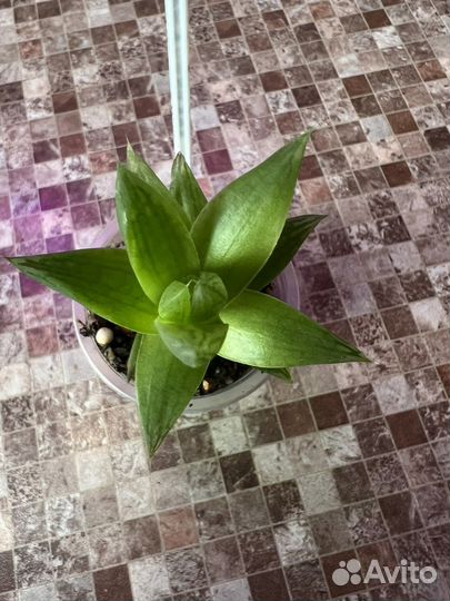 Хавортия Ладьевидная вариегатная