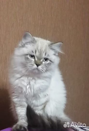 Кот на вязку
