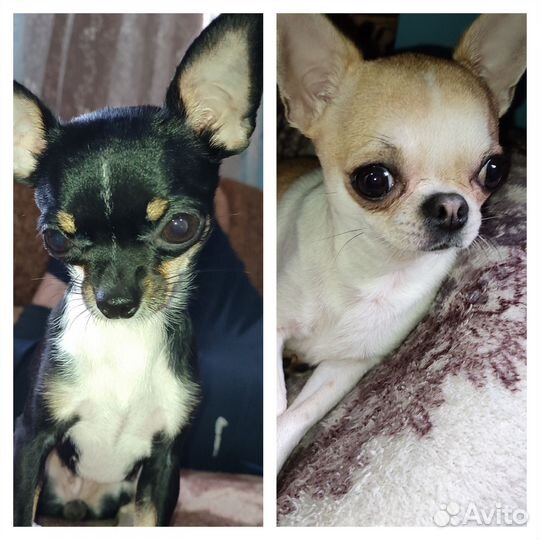 Чихуа-хуа mini девочка