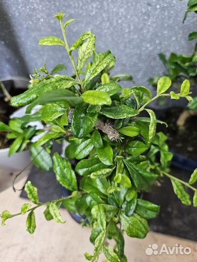 Бонсай Кармона Вариегатная 20/30