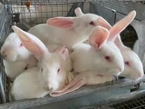 Кролики мясных пород на разведение и мясо
