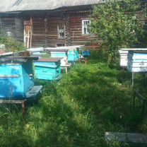 Пасека пчел.2 шт, Антропово