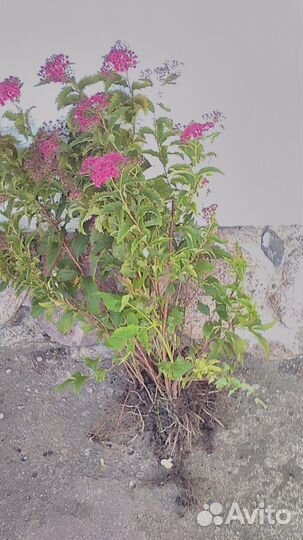 Чубушник жасмин,спирея,ирисы,сирени