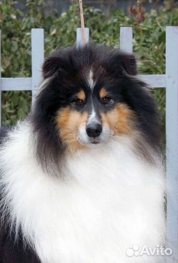 Щенки колли