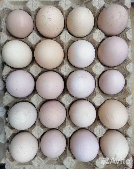 Инкубационные яйца домашней птицы