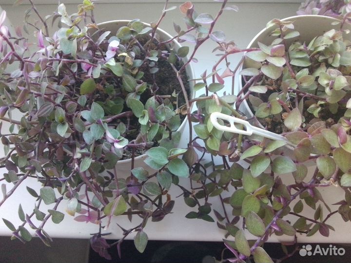 Коллизии голд и Бьянка