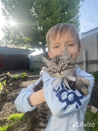 Котята в дар