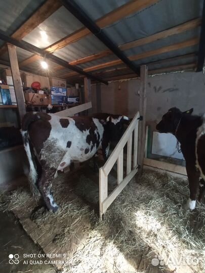 Корова дойная