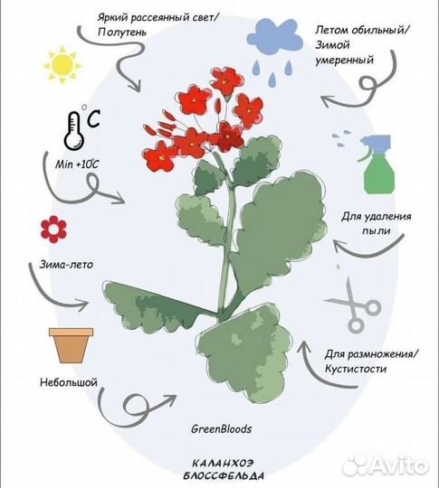 Цветок Каланхоэ Блоссфельда