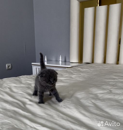 Шотландская вислоухая