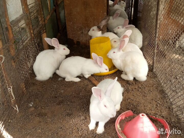 Крольчата