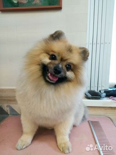 Груминг собак, стрижка, экспресс линька