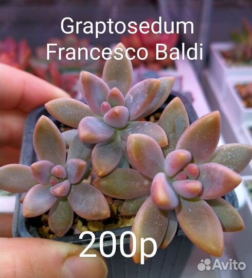 Суккуленты 1