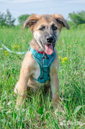 Собака Искра