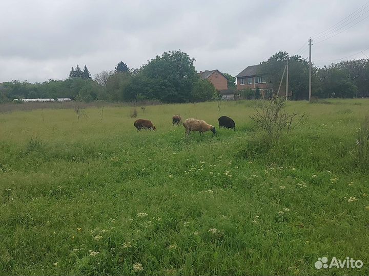 Овцы бараны ягнята