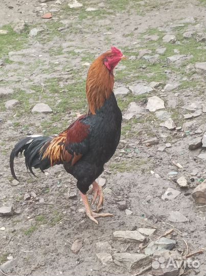 Бойцовский петух