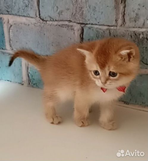 Золотые шиншиллы