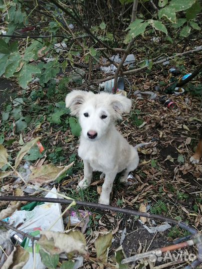 Собака в добрые руки