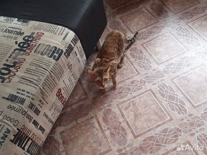 Бенгальская кошка