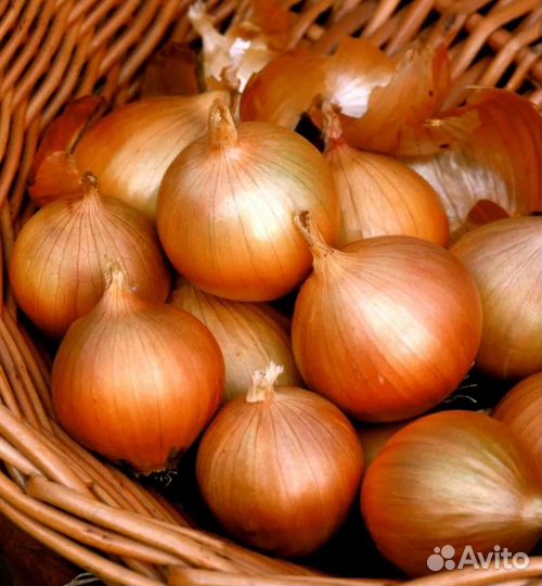 Лук репчатый 30 кг. Тыква 23 кг и кабачки 20 кг